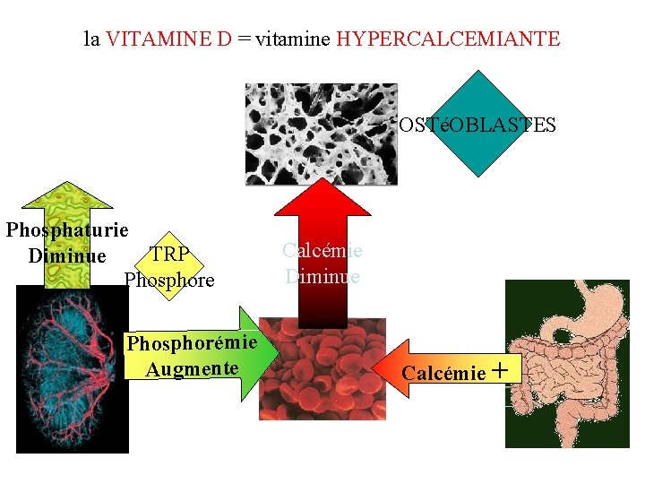 la VITAMINE D = vitamine HYPERCALCEMIANTE OSTéOBLASTES Phosphaturie TRP Diminue Phosphorémie Augmente Calcémie Diminue