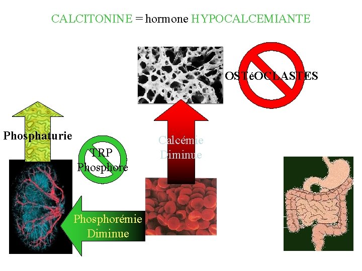 CALCITONINE = hormone HYPOCALCEMIANTE OSTéOCLASTES Phosphaturie TRP Phosphore Phosphorémie Diminue Calcémie Diminue 