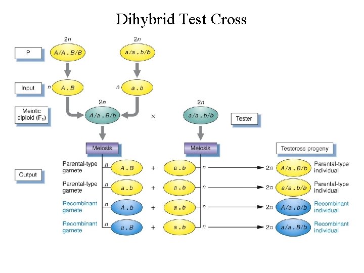Dihybrid Test Cross 
