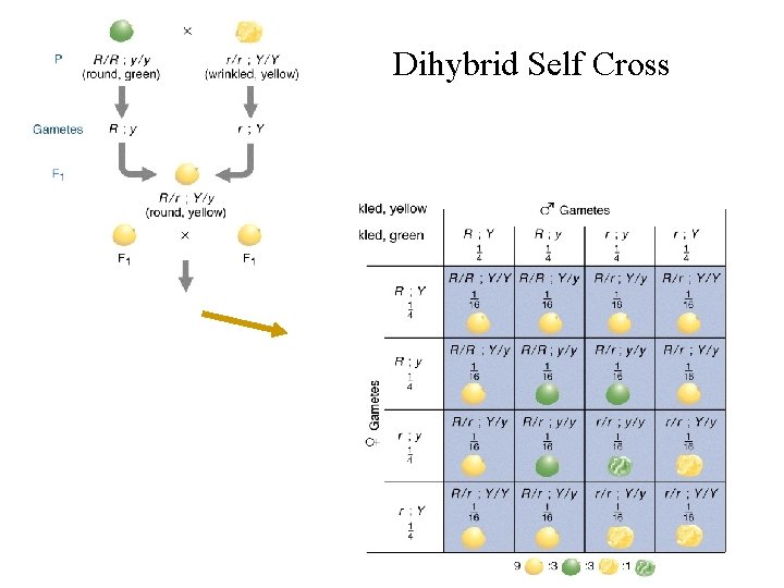Dihybrid Self Cross 