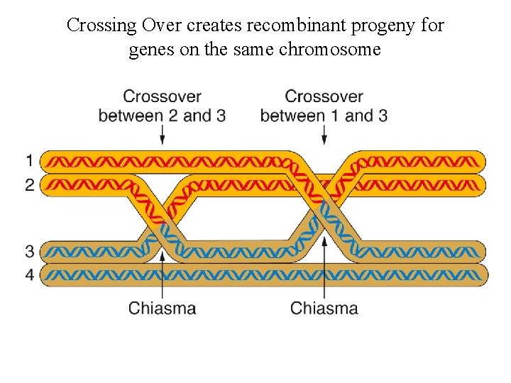 Crossing Over creates recombinant progeny for genes on the same chromosome 