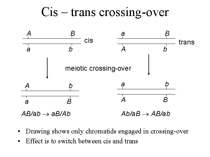 Cis – trans crossing-over A a B b cis a A B b trans