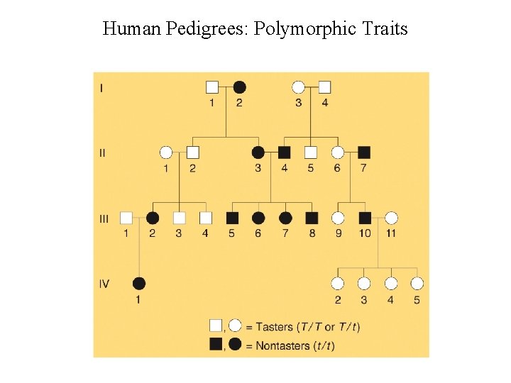 Human Pedigrees: Polymorphic Traits 