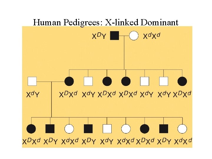 Human Pedigrees: X-linked Dominant 
