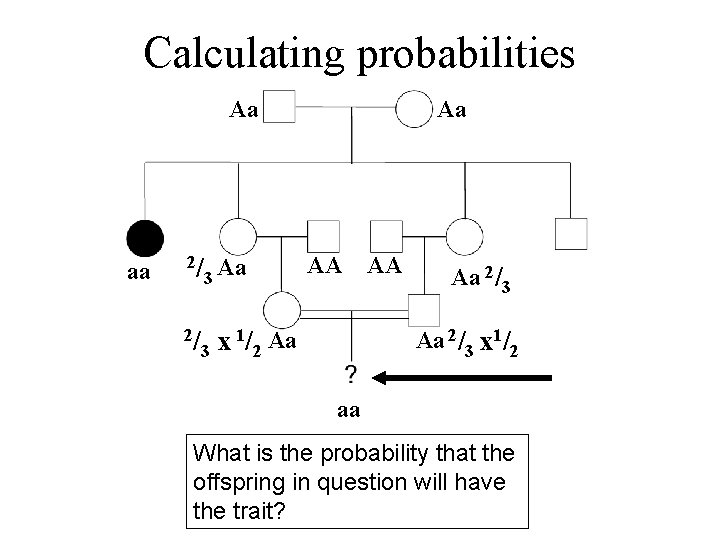 Calculating probabilities Aa aa 2/ 2/ 3 Aa Aa AA 1/ Aa x 3