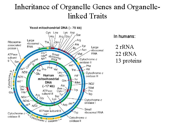 Inheritance of Organelle Genes and Organellelinked Traits In humans: 2 r. RNA 22 t.