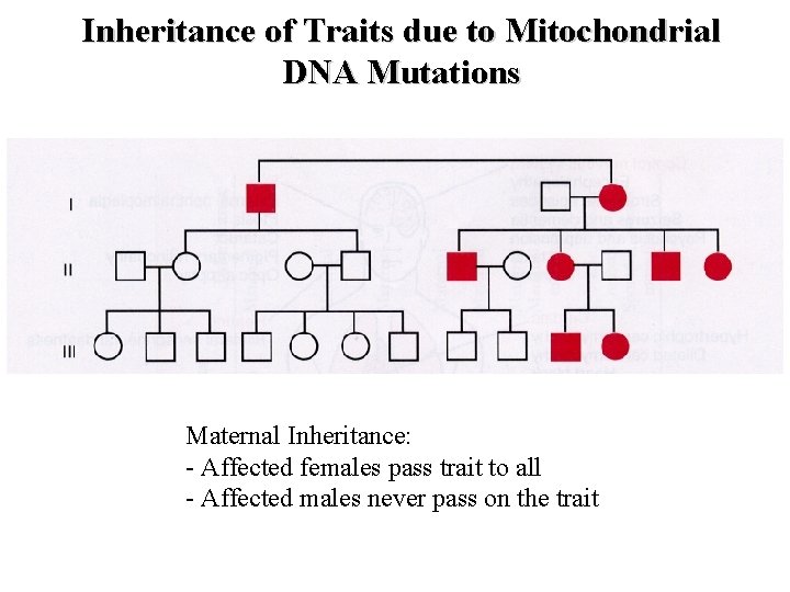 Inheritance of Traits due to Mitochondrial DNA Mutations Maternal Inheritance: - Affected females pass