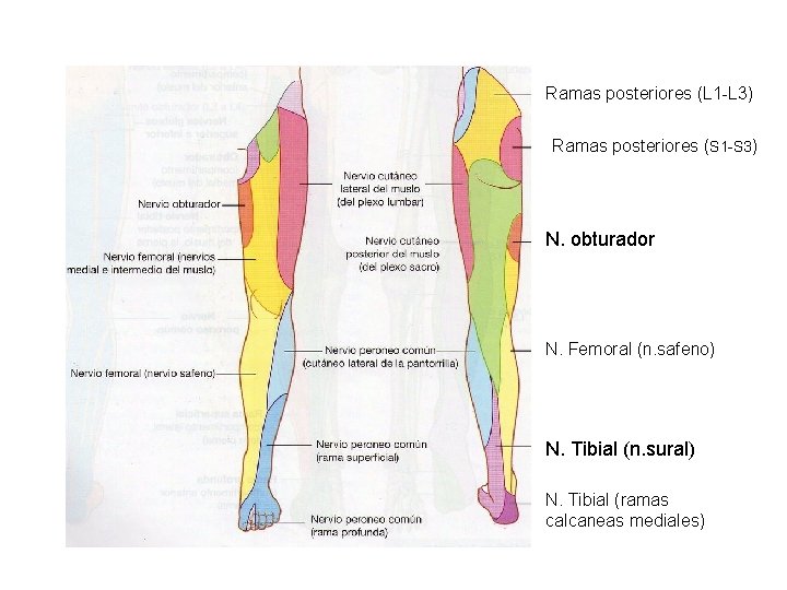 Ramas posteriores (L 1 -L 3) Ramas posteriores (S 1 -S 3) N. obturador