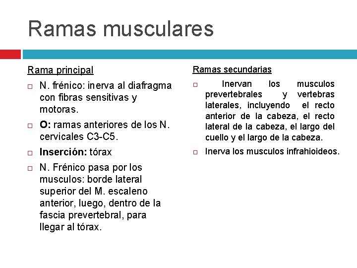 Ramas musculares Rama principal N. frénico: inerva al diafragma con fibras sensitivas y motoras.