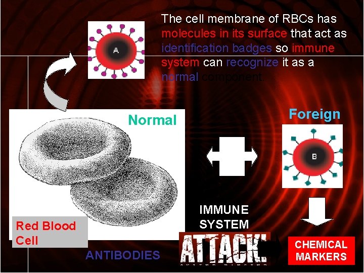 The cell membrane of RBCs has molecules in its surface that act as identification