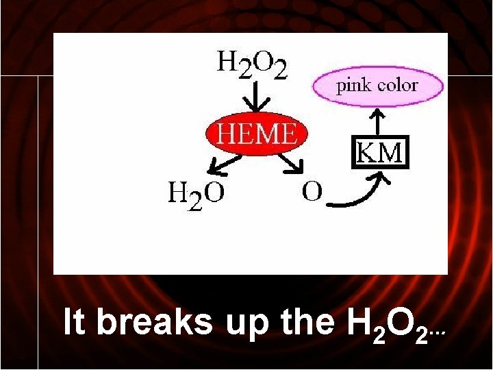 It breaks up the H 2 O 2. . . 