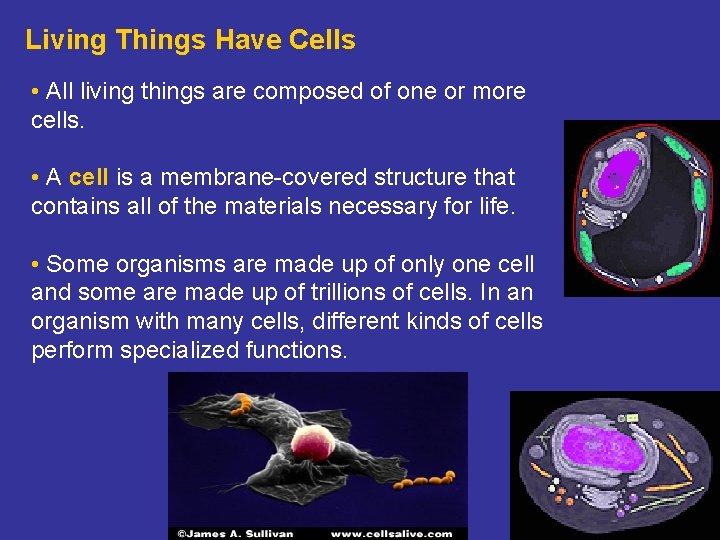 Living Things Have Cells • All living things are composed of one or more