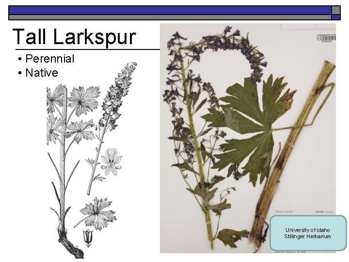 Tall Larkspur • Perennial • Native University of Idaho Stillinger Herbarium 