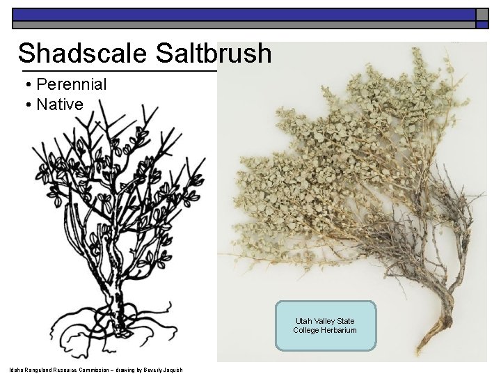 Shadscale Saltbrush • Perennial • Native Utah Valley State College Herbarium Idaho Rangeland Resource