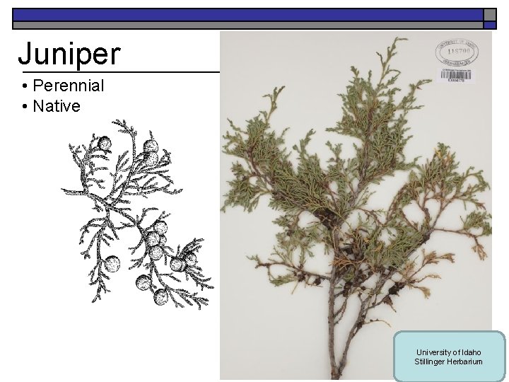 Juniper • Perennial • Native University of Idaho Stillinger Herbarium 