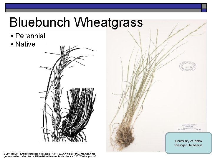 Bluebunch Wheatgrass • Perennial • Native University of Idaho Stillinger Herbarium USDA-NRCS PLANTS Database