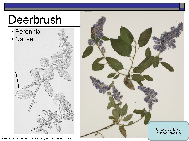 Deerbrush • Perennial • Native University of Idaho Stillinger Herbarium Field Book Of Western