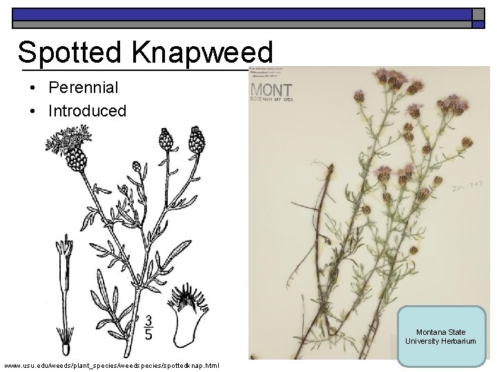 Spotted Knapweed K. Launchbaugh • Perennial • Introduced Montana State University Herbarium www. usu.