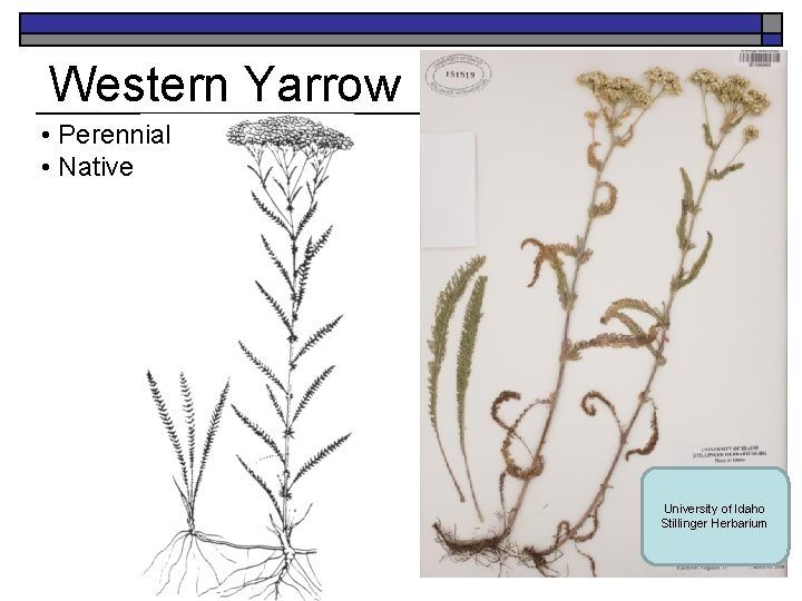 Western Yarrow • Perennial • Native University of Idaho Stillinger Herbarium 