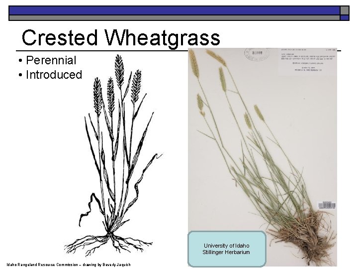 Crested Wheatgrass • Perennial • Introduced University of Idaho Stillinger Herbarium Idaho Rangeland Resource