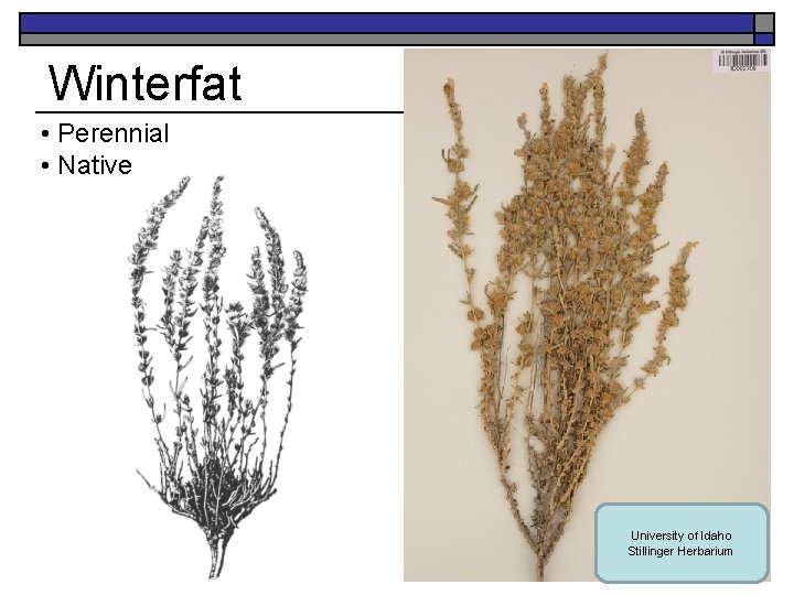 Winterfat • Perennial • Native University of Idaho Stillinger Herbarium 