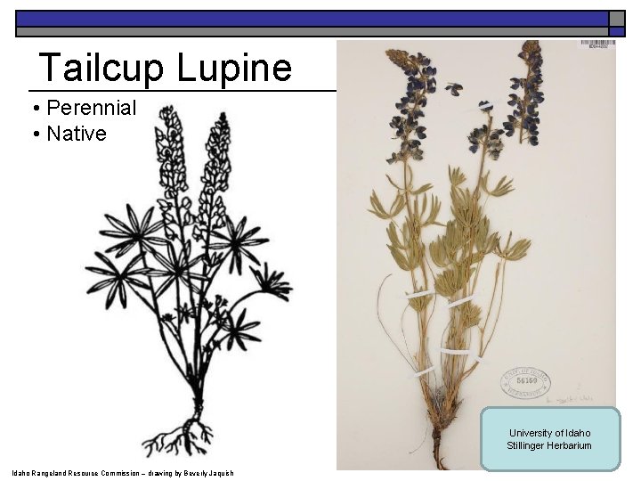 Tailcup Lupine • Perennial • Native University of Idaho Stillinger Herbarium Idaho Rangeland Resource