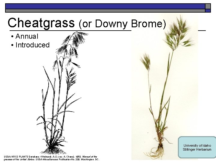 Cheatgrass (or Downy Brome) • Annual • Introduced University of Idaho Stillinger Herbarium USDA-NRCS