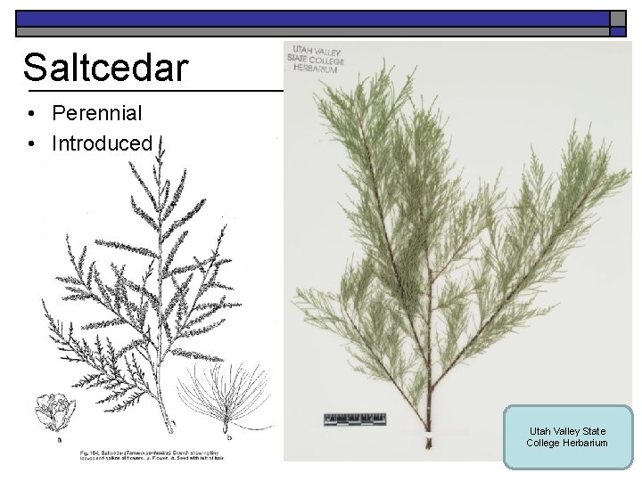 Saltcedar • Perennial • Introduced K. Launchbaugh Utah Valley State College Herbarium K. Launchbaugh