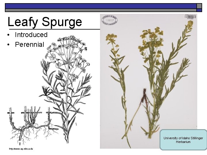 Leafy Spurge • Introduced • Perennial University of Idaho Stillinger Herbarium http: //www. ag.