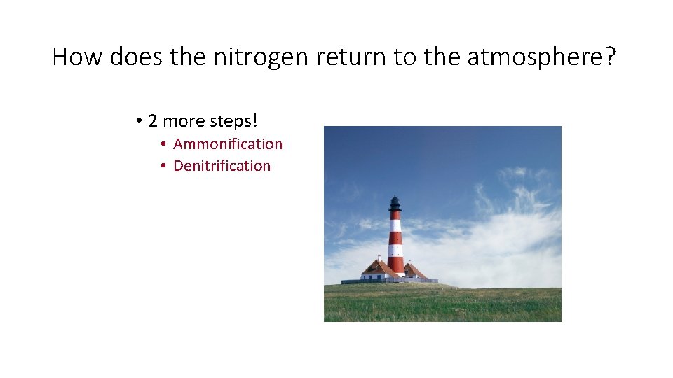 How does the nitrogen return to the atmosphere? • 2 more steps! • Ammonification