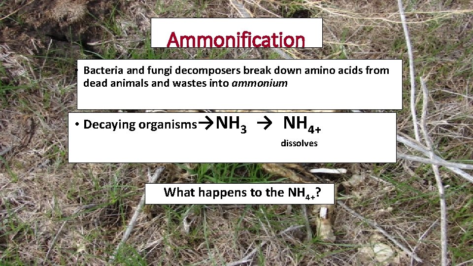 Ammonification • Bacteria and fungi decomposers break down amino acids from dead animals and