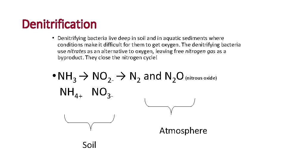 Denitrification • Denitrifying bacteria live deep in soil and in aquatic sediments where conditions