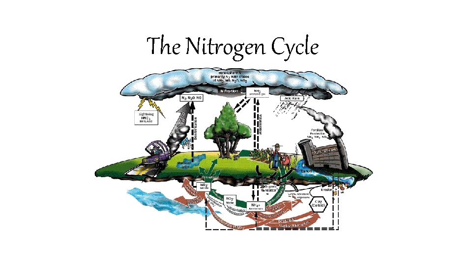 The Nitrogen Cycle 