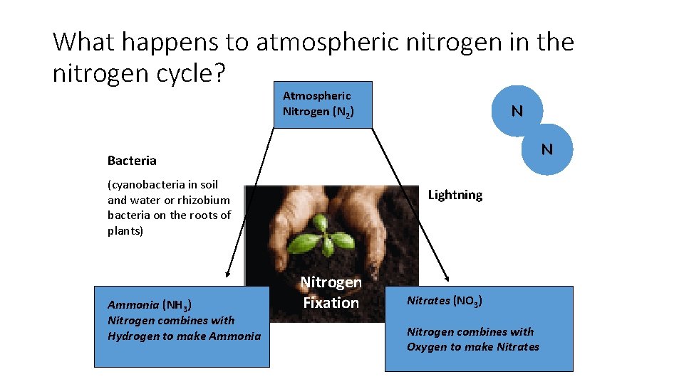 What happens to atmospheric nitrogen in the nitrogen cycle? Atmospheric Nitrogen (N 2) N