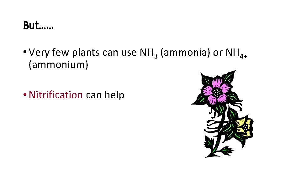 But…… • Very few plants can use NH 3 (ammonia) or NH 4+ (ammonium)
