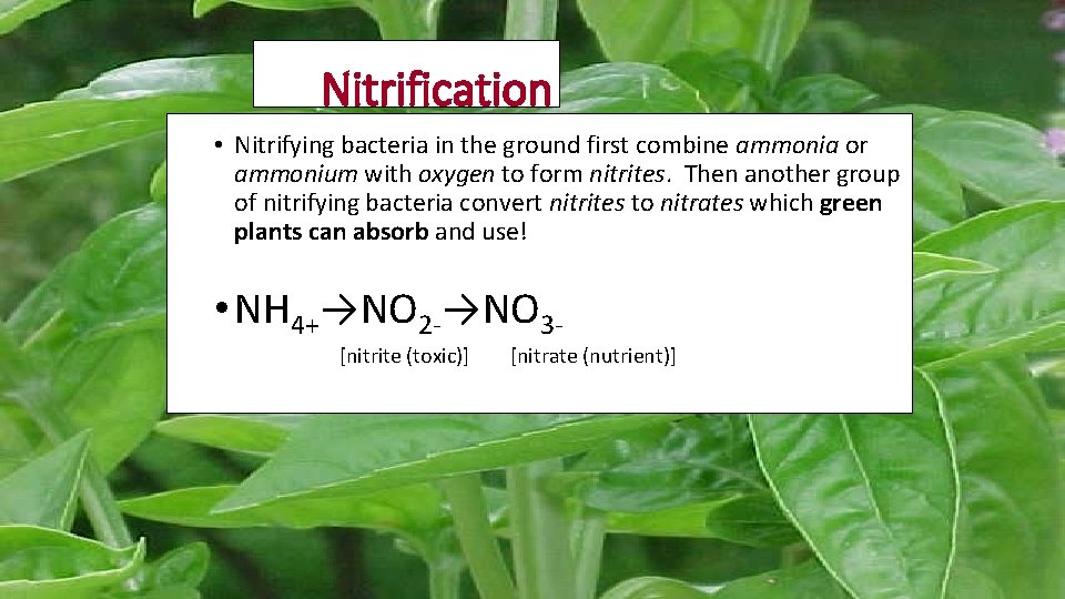 Nitrification • Nitrifying bacteria in the ground first combine ammonia or ammonium with oxygen