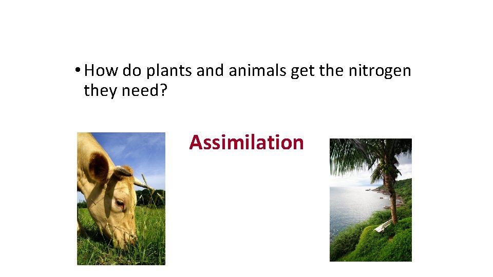  • How do plants and animals get the nitrogen they need? Assimilation 