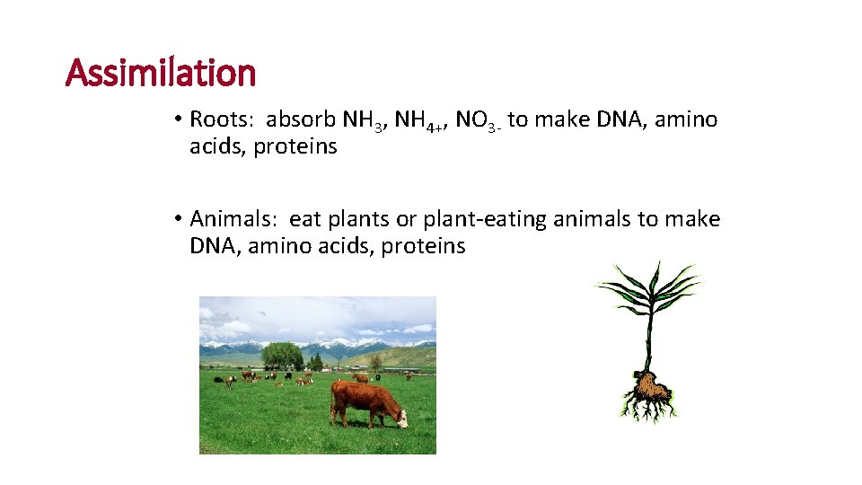 Assimilation • Roots: absorb NH 3, NH 4+, NO 3 - to make DNA,