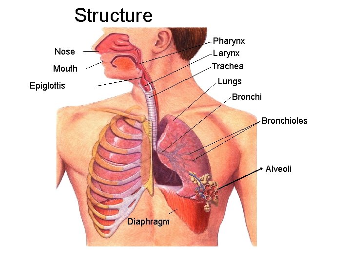 Structure Pharynx Larynx Trachea Nose Mouth Lungs Epiglottis Bronchioles Alveoli Diaphragm 
