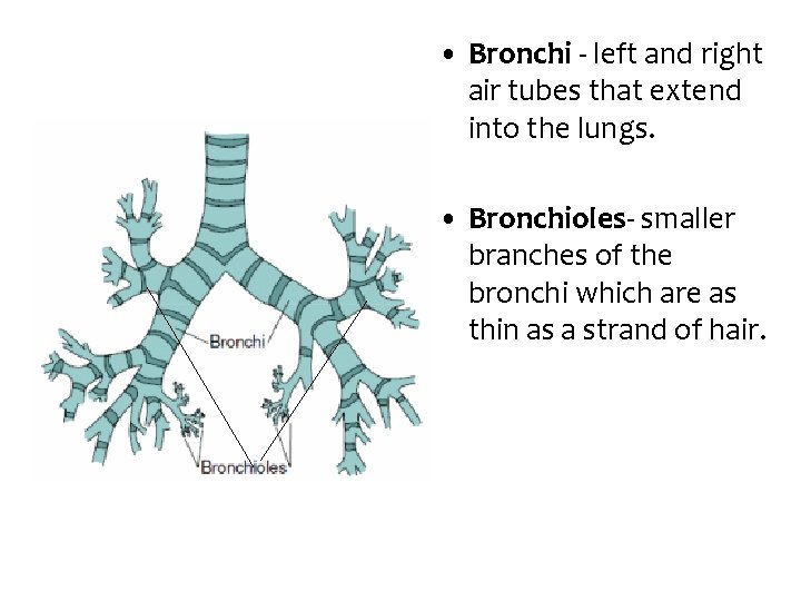  • Bronchi - left and right air tubes that extend into the lungs.