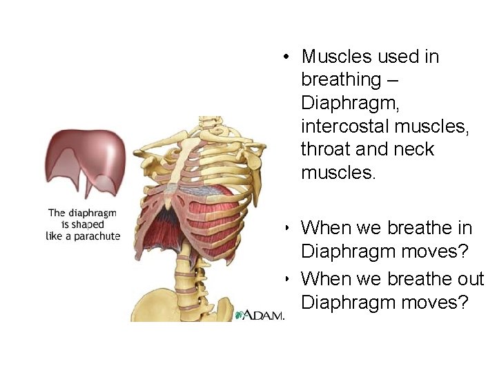  • Muscles used in breathing – Diaphragm, intercostal muscles, throat and neck muscles.