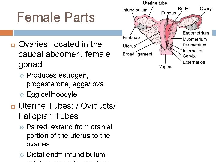 Female Parts Ovaries: located in the caudal abdomen, female gonad Produces estrogen, progesterone, eggs/