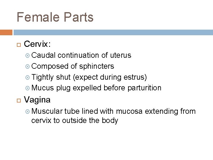 Female Parts Cervix: Caudal continuation of uterus Composed of sphincters Tightly shut (expect during