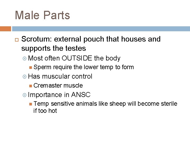 Male Parts Scrotum: external pouch that houses and supports the testes Most often OUTSIDE