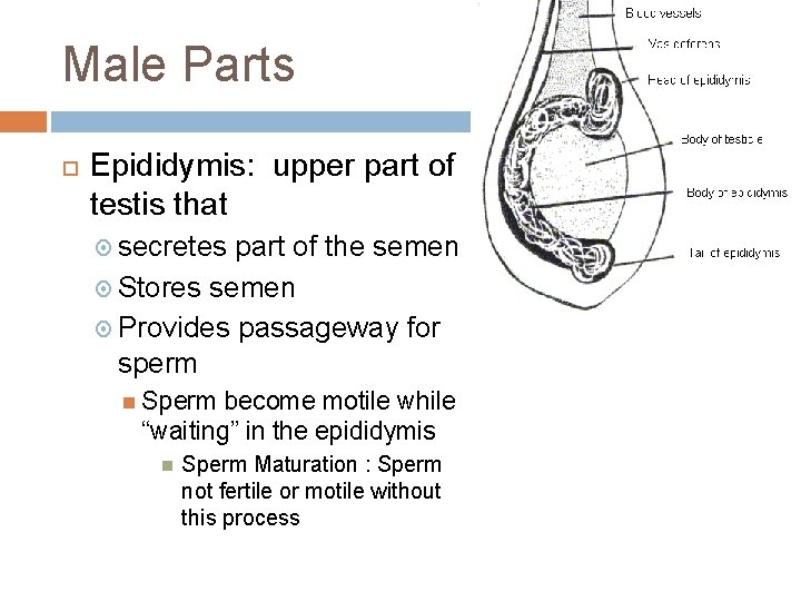 Male Parts Epididymis: upper part of testis that secretes part of the semen Stores