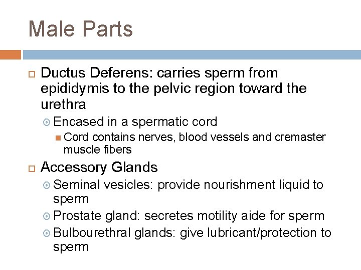 Male Parts Ductus Deferens: carries sperm from epididymis to the pelvic region toward the