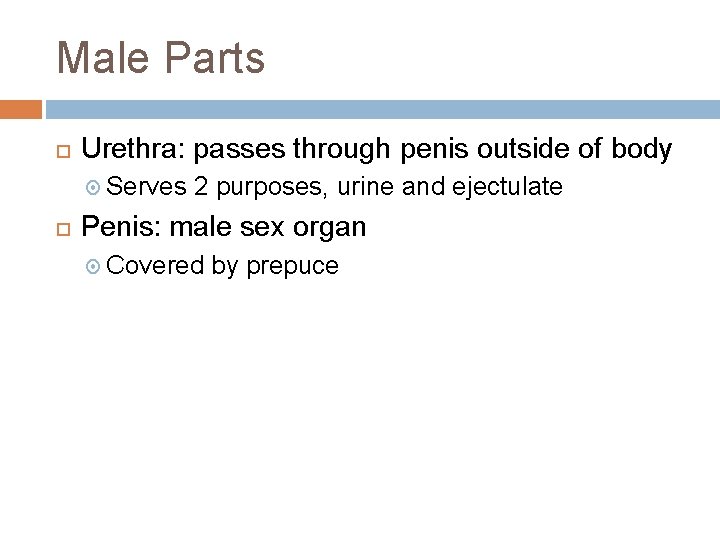 Male Parts Urethra: passes through penis outside of body Serves 2 purposes, urine and