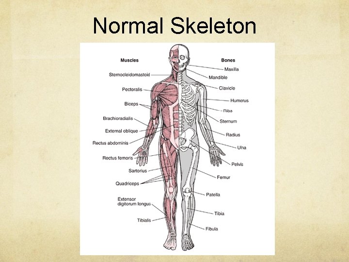 Normal Skeleton 