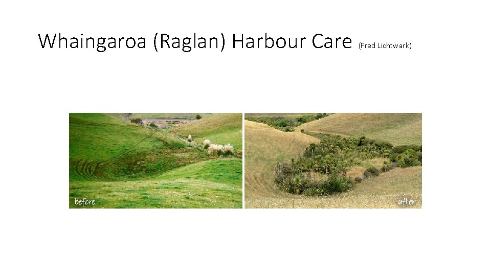 Whaingaroa (Raglan) Harbour Care (Fred Lichtwark) 