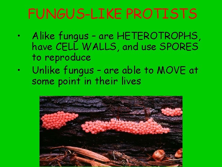 FUNGUS-LIKE PROTISTS • • Alike fungus – are HETEROTROPHS, have CELL WALLS, and use